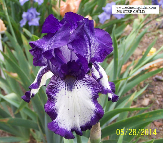 The flower Step Child - Tall Bearded Iris (TB)