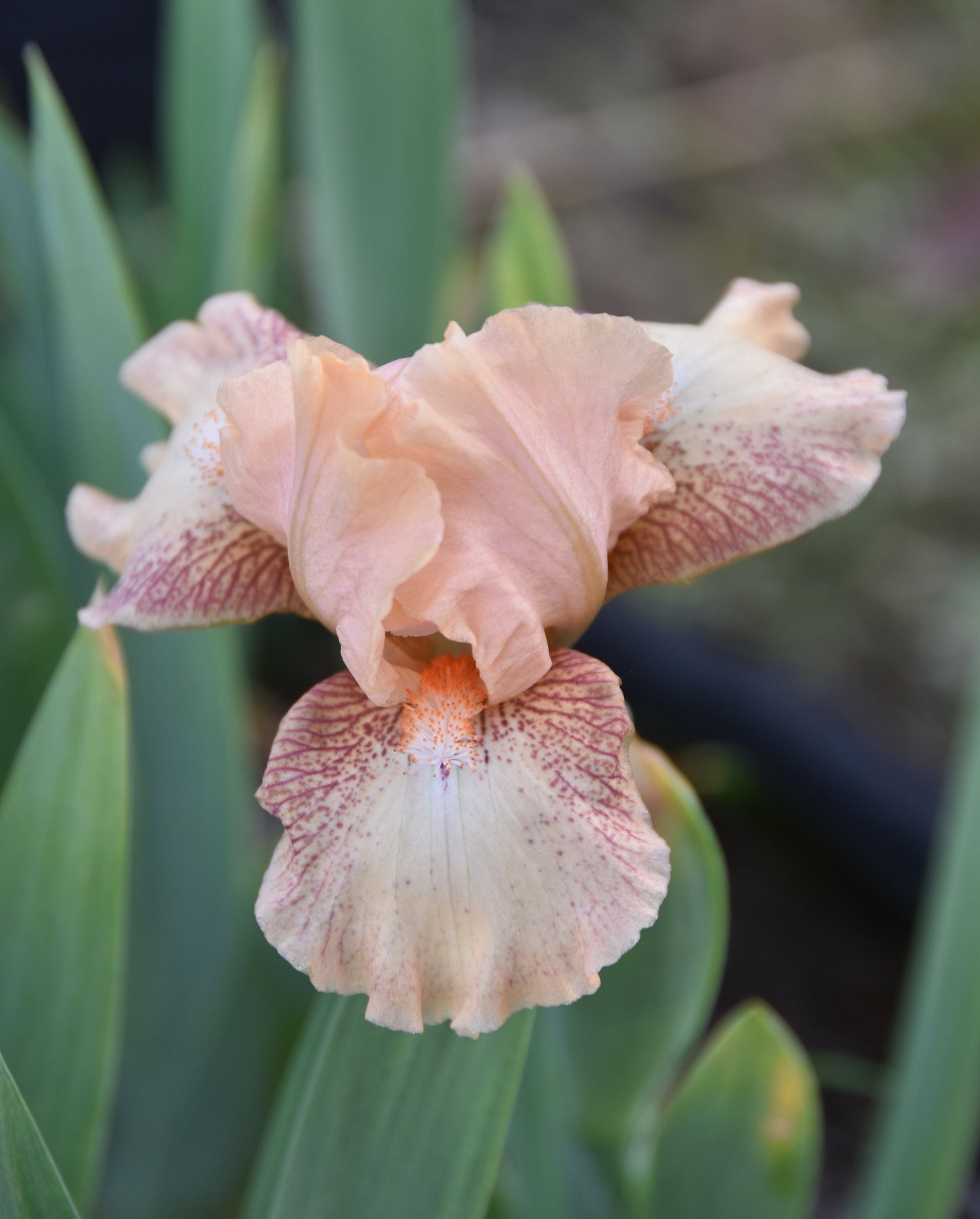 Unidentified Pink SDB