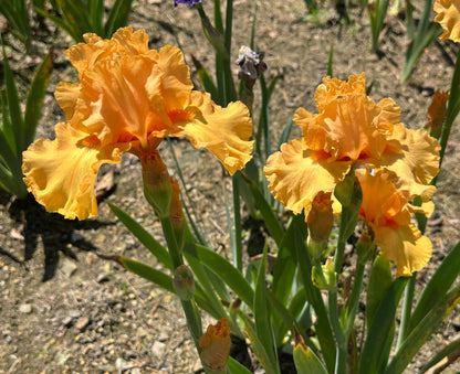 Unidentified Orange TB #4