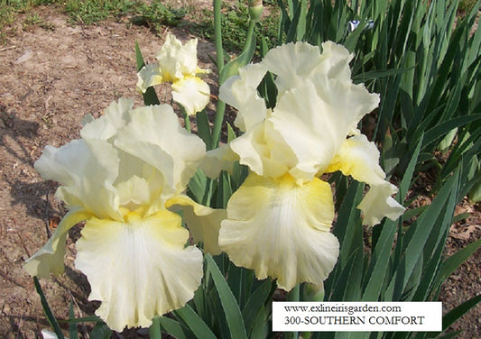 The flower Southern Comfort - Tall Bearded Iris (TB)