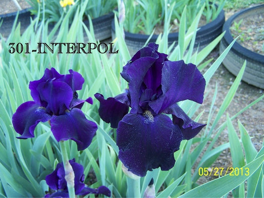 The flower Interpol - Tall Bearded Iris (TB)