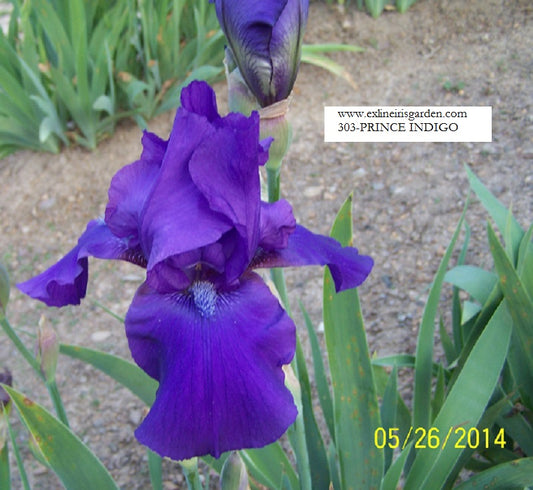 The flower Prince Indigo - Tall Bearded Iris (TB)