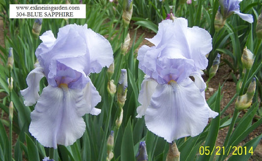 The flower Blue Sapphire - Tall Bearded Iris (TB)