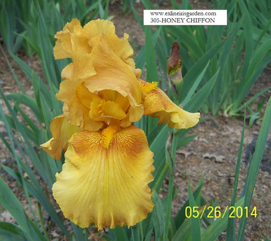 The flower Honey Chiffon - Tall Bearded Iris (TB)