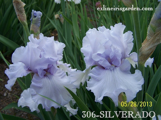 The flower Silverado - Tall Bearded Iris (TB)