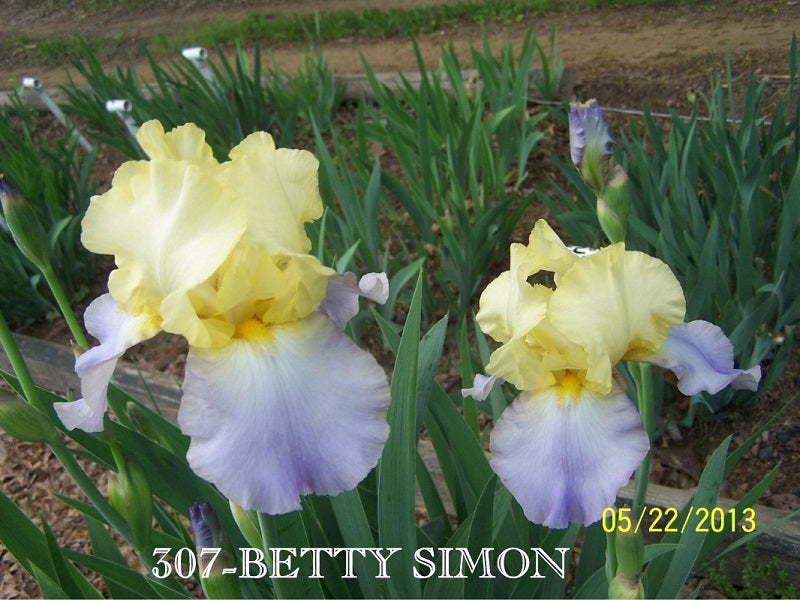 The flower Betty Simon - Tall Bearded Iris (TB)