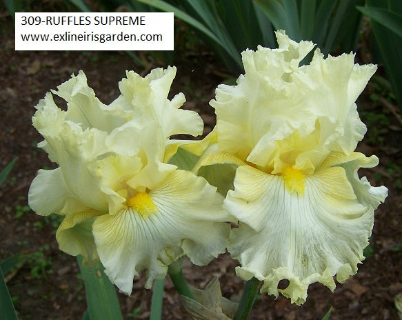 The flower Ruffles Supreme - Tall Bearded Iris (TB)