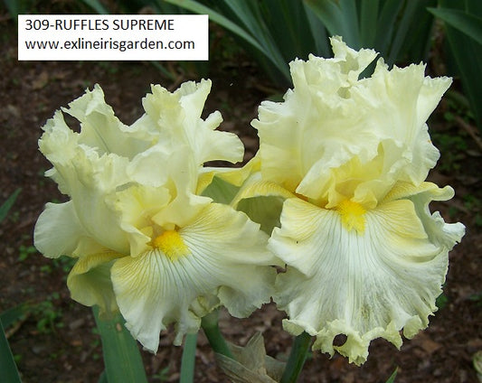 The flower Ruffles Supreme - Tall Bearded Iris (TB)