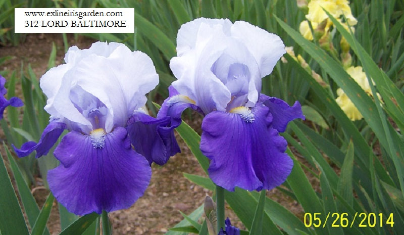 The flower Lord Baltimore - Tall Bearded Iris (TB)