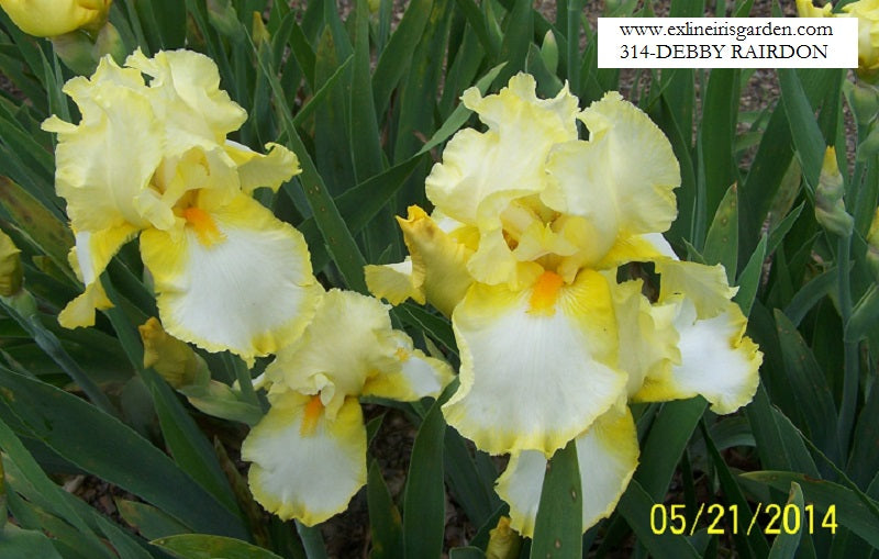 The flower Debby Rairdon - Tall Bearded Iris (TB)