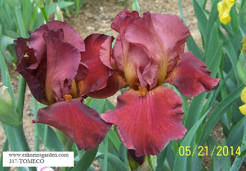 The flower Tomeco - Tall Bearded Iris (TB)