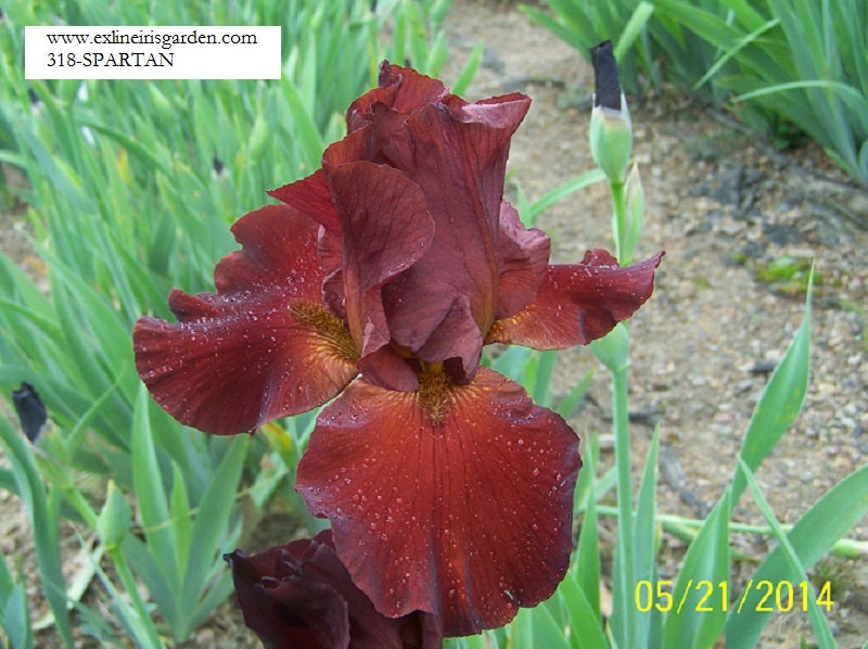 The flower Spartan - Tall Bearded Iris (TB)