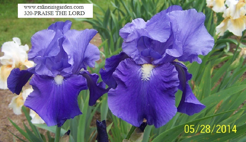 The flower Praise The Lord - Tall Bearded Iris (TB)