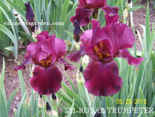 The flower Royal Trumpeter - Tall Bearded Iris (TB)