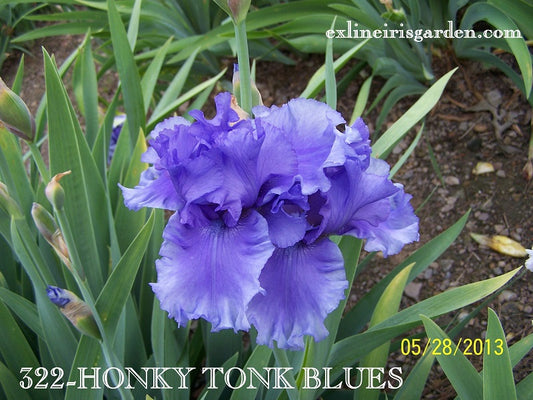 The flower Honky Tonk Blues - Tall Bearded Iris (TB)