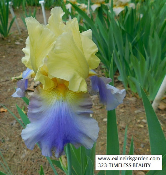 The flower Timeless Beauty - Tall Bearded Iris (TB)