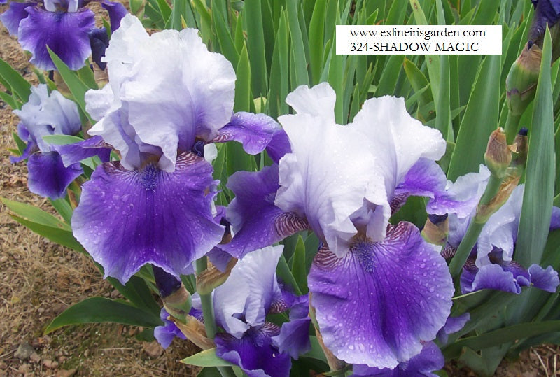 The flower Shadow Magic - Tall Bearded Iris (TB)