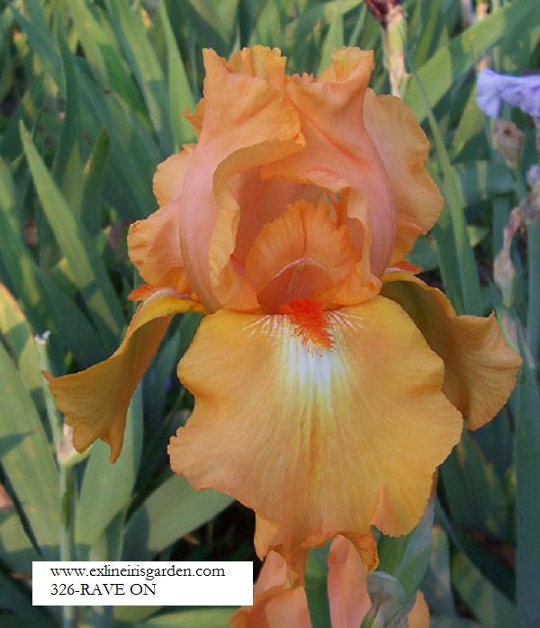 The flower Rave On - Tall Bearded Iris (TB)