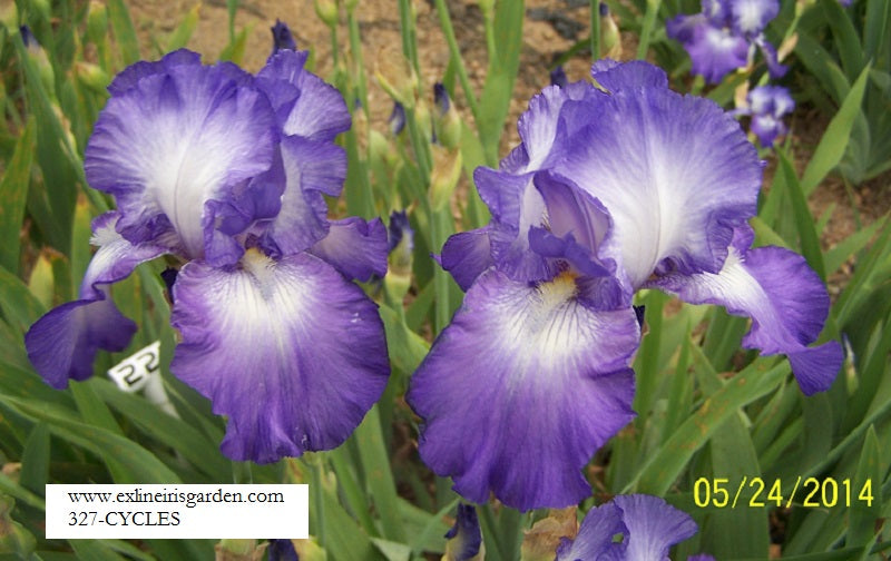 The flower Cycles - Tall Bearded Iris (TB)