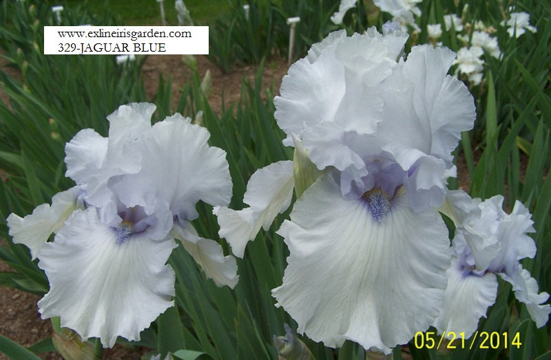 The flower Jaguar Blue - Tall Bearded Iris (TB)