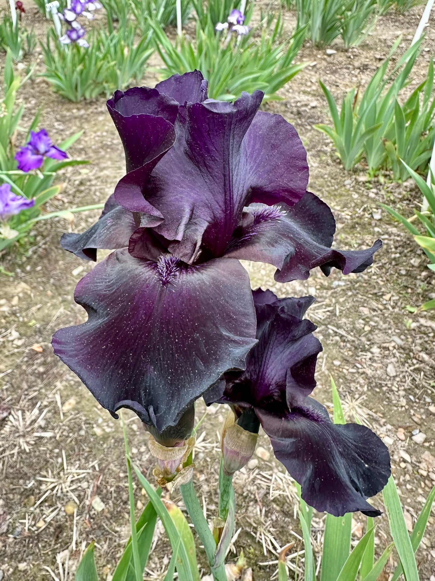 Unidentified Black TB #2