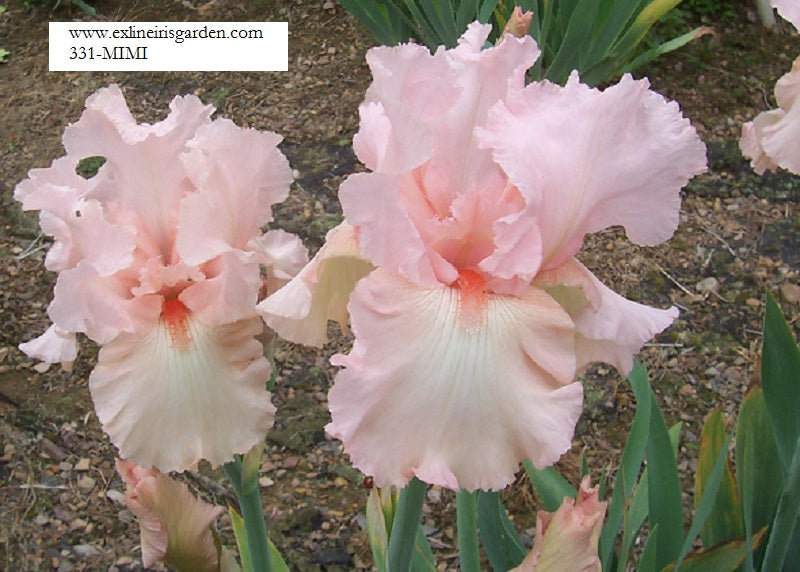 The flower Mimi - Tall Bearded Iris (TB)