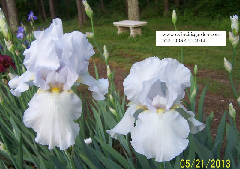 The flower Bosky Dell - Tall Bearded Iris (TB)