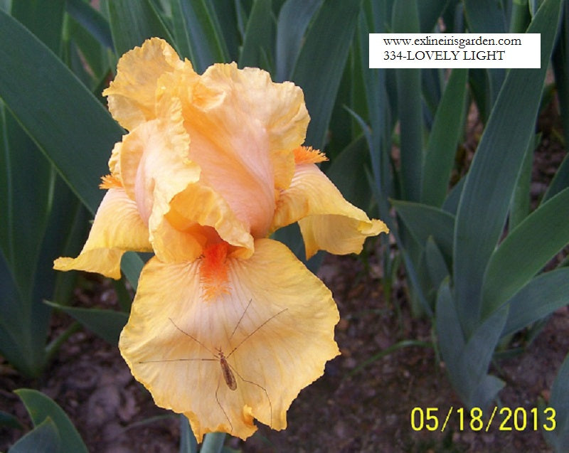 The flower Lovely Light - Tall Bearded Iris (TB)