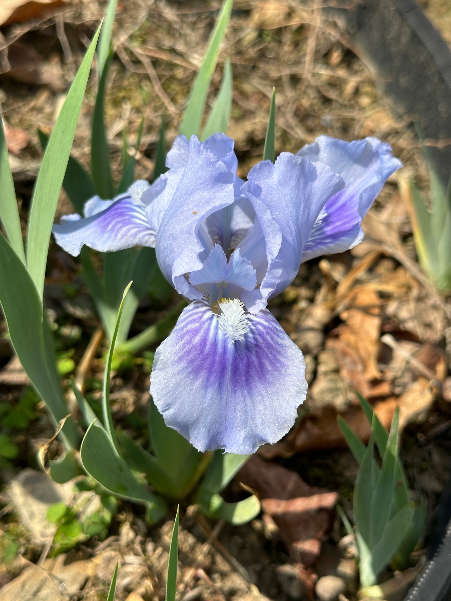 Unidentified Blue SDB