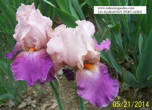 The flower Harmony Pervades - Tall Bearded Iris (TB)