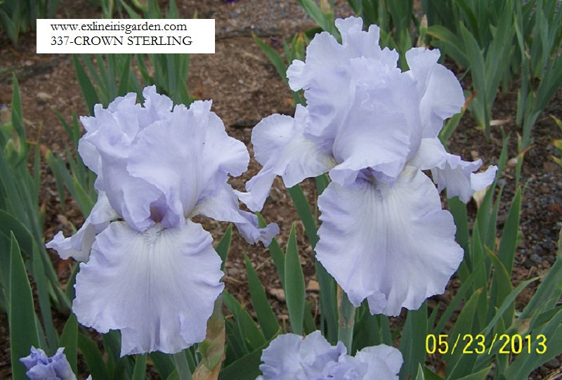 The flower Crown Sterling - Tall Bearded Iris (TB)