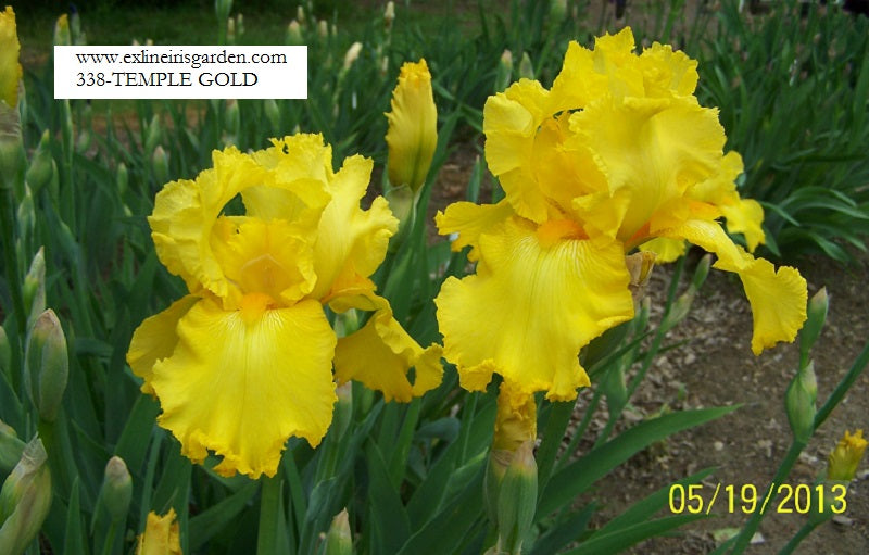 The flower Temple Gold - Tall Bearded Iris (TB)