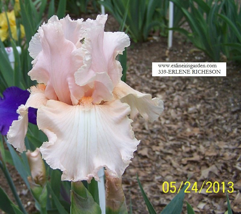 The flower Erleen Richeson - Tall Bearded Iris (TB)