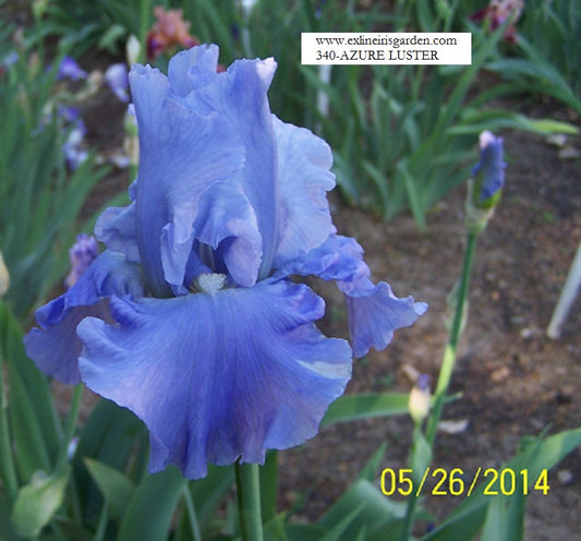 The flower Azure Luster - Tall Bearded Iris (TB)