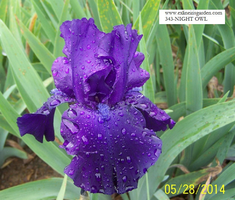 The flower Night Owl - Tall Bearded Iris (TB)