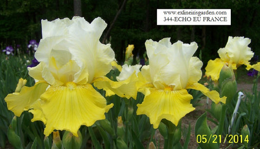 The flower Écho De France - Tall Bearded Iris (TB)