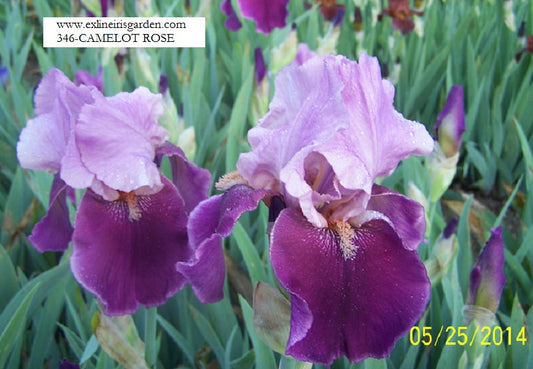 The flower Camelot Rose - Tall Bearded Iris (TB)