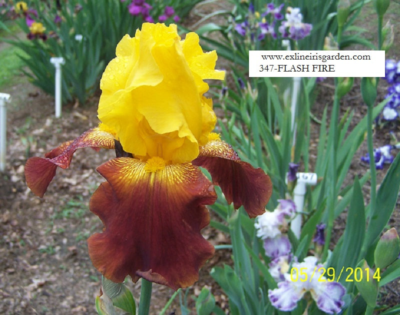 The flower Flash Fire - Tall Bearded Iris (TB)