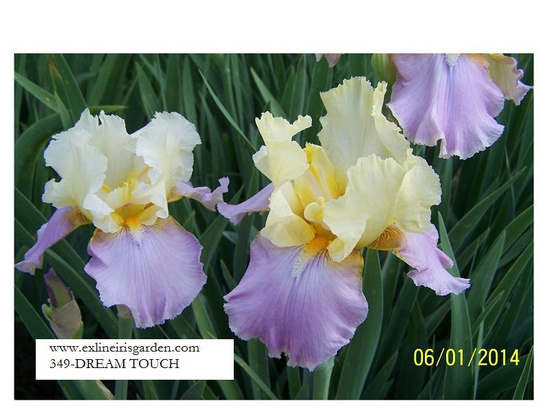 The flower Dream Touch - Tall Bearded Iris (TB)