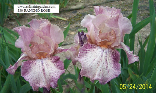 The flower Rancho Rose - Tall Bearded Iris (TB)