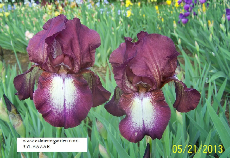 The flower Bazaar - Tall Bearded Iris (TB)