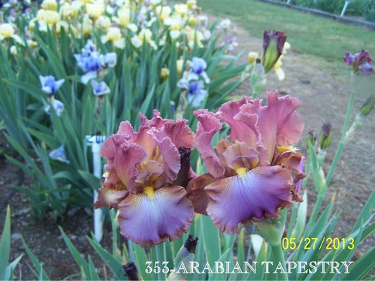 The flower Arabian Tapestry - Tall Bearded Iris (TB)