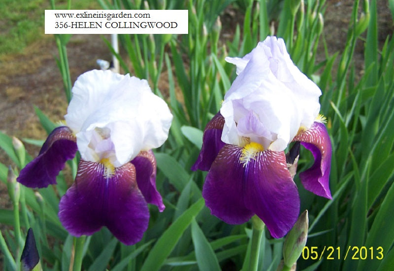 The flower Helen Collingwood - Tall Bearded Iris (TB)