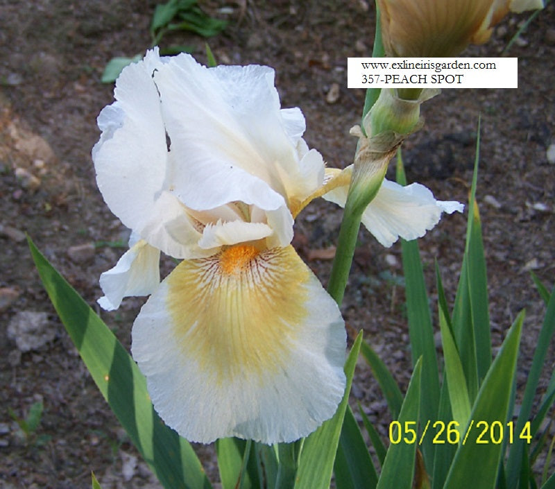 The flower Peach Spot - Tall Bearded Iris (TB)