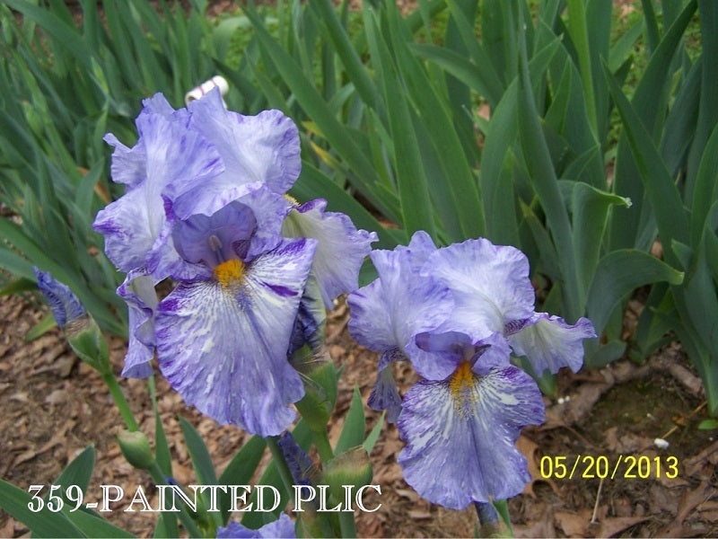 The flower Painted Plic - Tall Bearded Iris (TB)