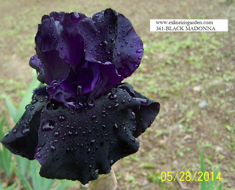 The flower Black Madonna - Tall Bearded Iris (TB)