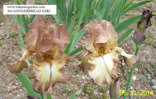 The flower Gingerbread Girl - Tall Bearded Iris (TB)