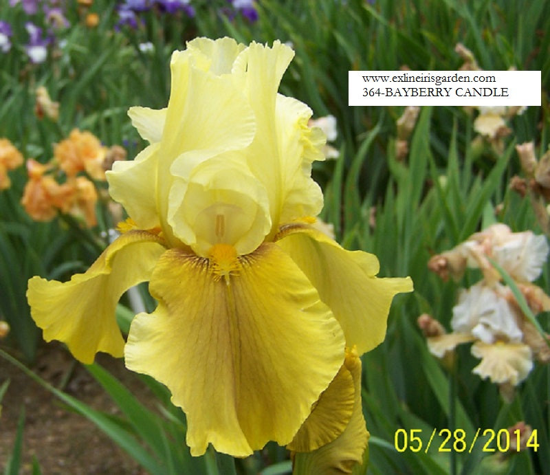 The flower Bayberry Candle - Tall Bearded Iris (TB)