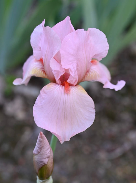 Pink Garland