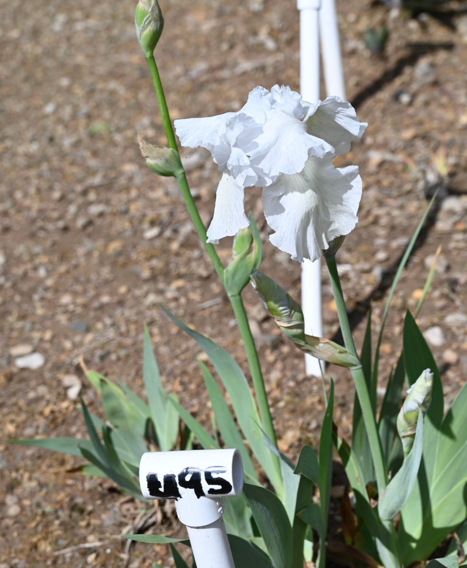 Unidentified White TB #1